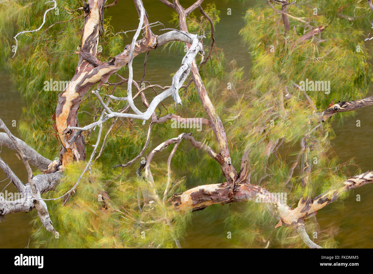 Un albero di eucalipto al vento in Murchison River Gorge a Ross Graham, Kalbarri National Park, Australia occidentale Foto Stock