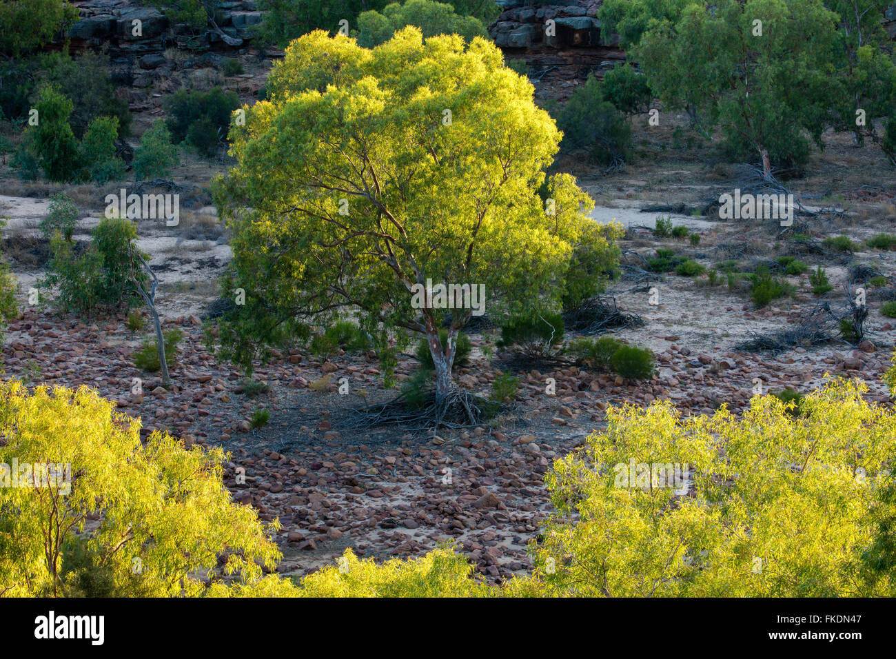 Un albero di eucalipto in Murchison River Gorge il Ross Graham lookout, Kalbarri National Park, Australia occidentale Foto Stock