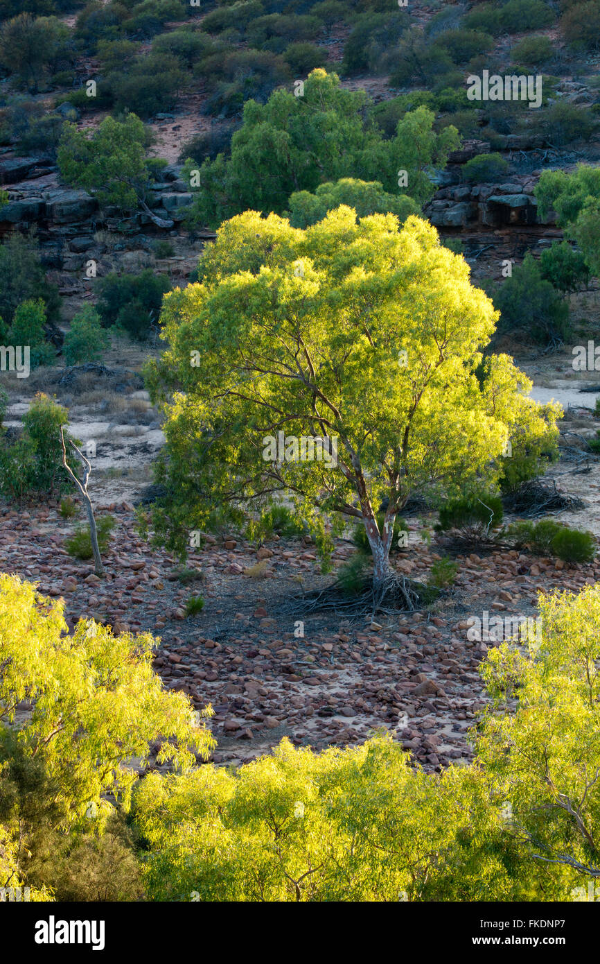 Un albero di eucalipto in Murchison River Gorge il Ross Graham lookout, Kalbarri National Park, Australia occidentale Foto Stock