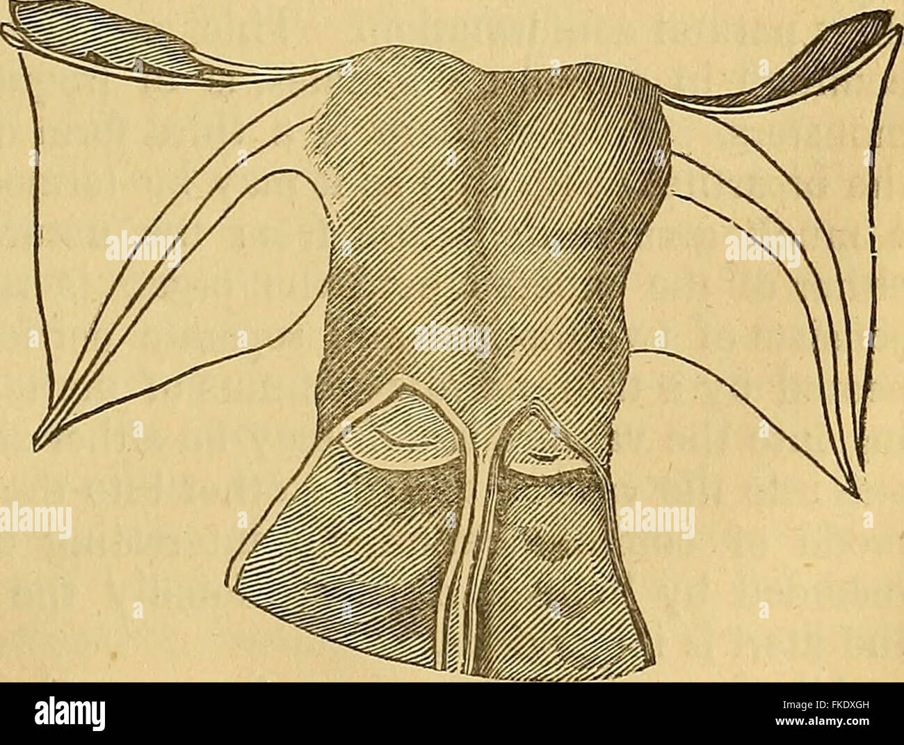 "Elementi di anatomia patologica" (1843) Foto Stock