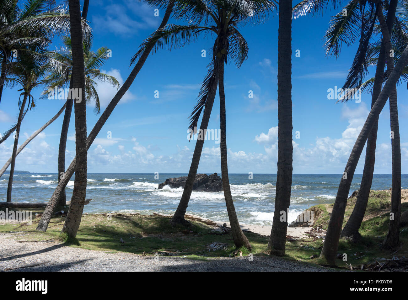 Vista panoramica della spiaggia di esotico con palme, Trinidad, Trinidad e Tobago Foto Stock