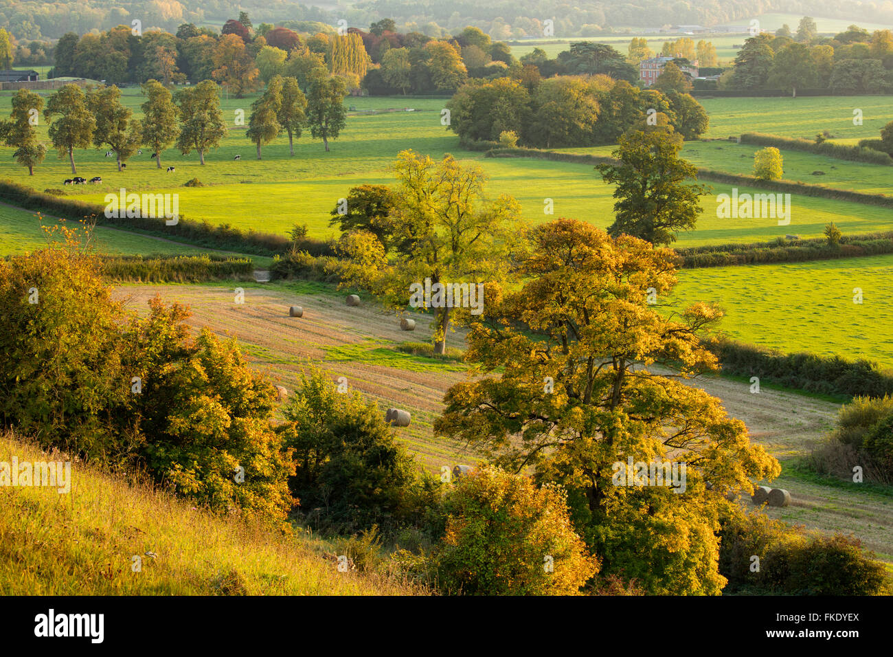 I colori autunnali sulla East Hill e la Fattoria di Venn, Milborne Port, Somerset, Inghilterra Foto Stock
