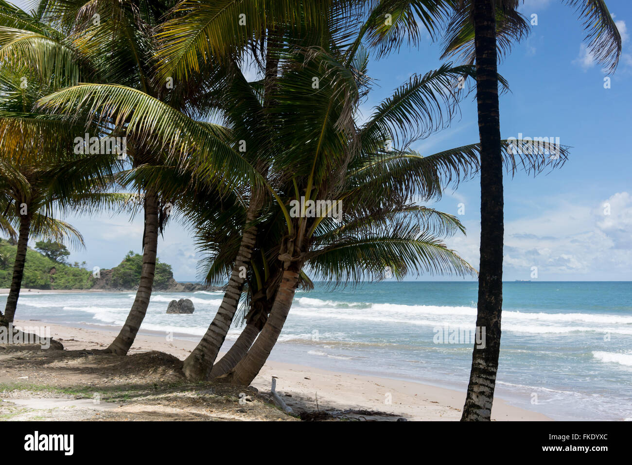 Bella spiaggia esotica e alberi di palma contro il mare e il cielo blu, Trinidad e Tobago Foto Stock