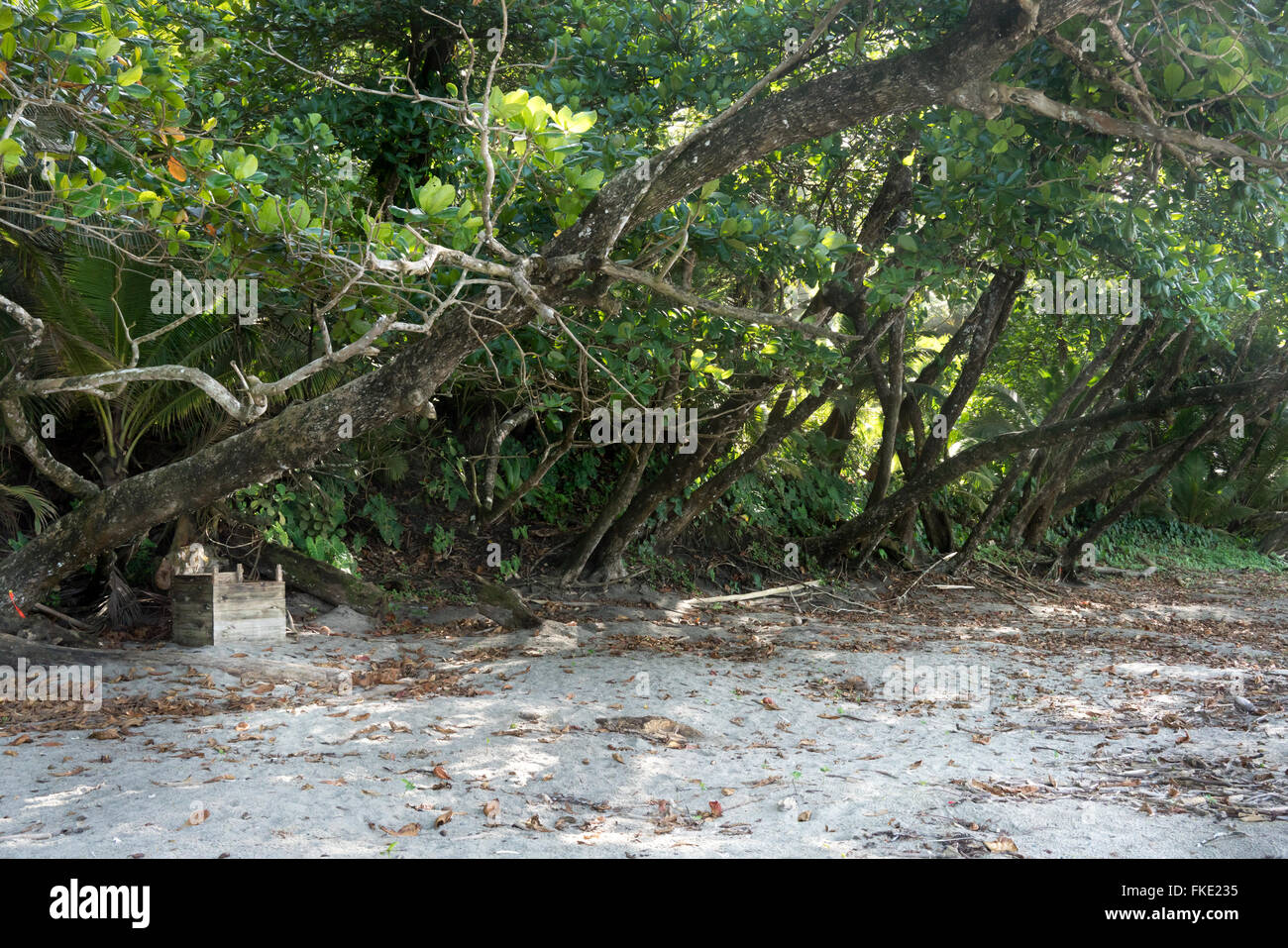 Alberi a seashore, Trinidad, Trinidad e Tobago Foto Stock