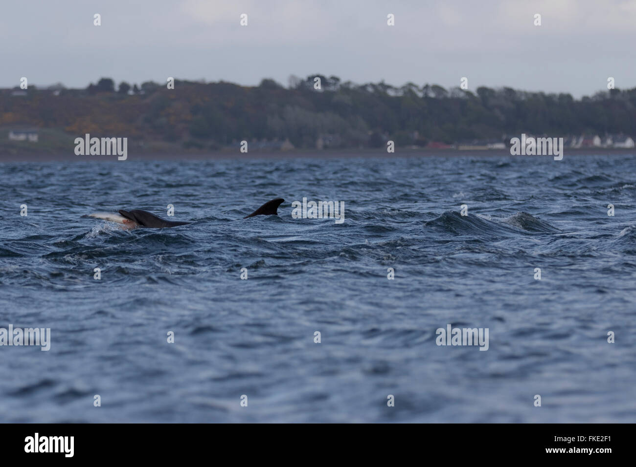 Comune di delfini Bottlenose (Tursiops truncatus) cattura di un salmone (Salmo salar), Chanonry Point, Scozia Foto Stock