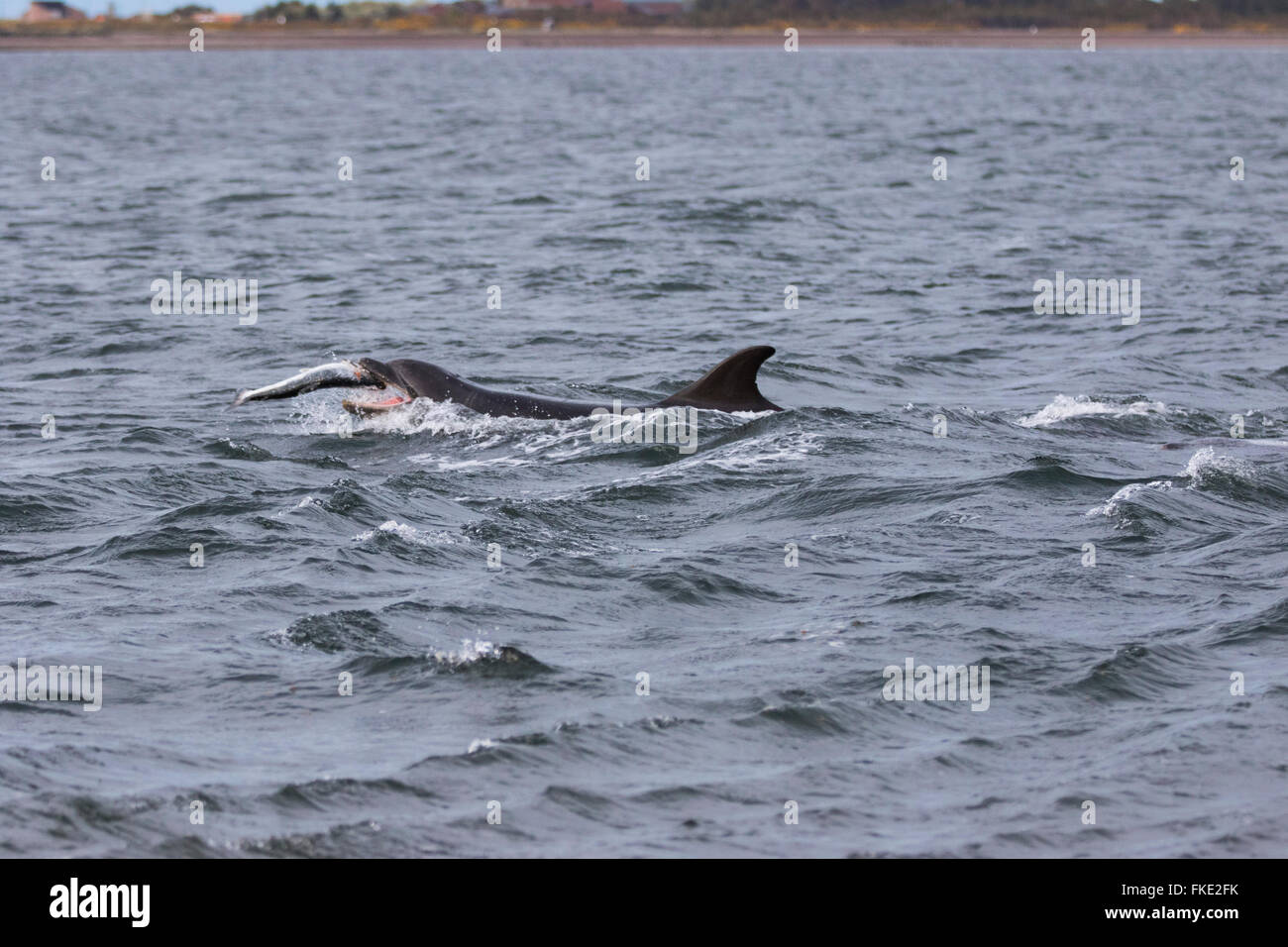 Comune di delfini Bottlenose (Tursiops truncatus) cattura, mangiare salmone (Salmo salar), Chanonry Point, Scozia Foto Stock