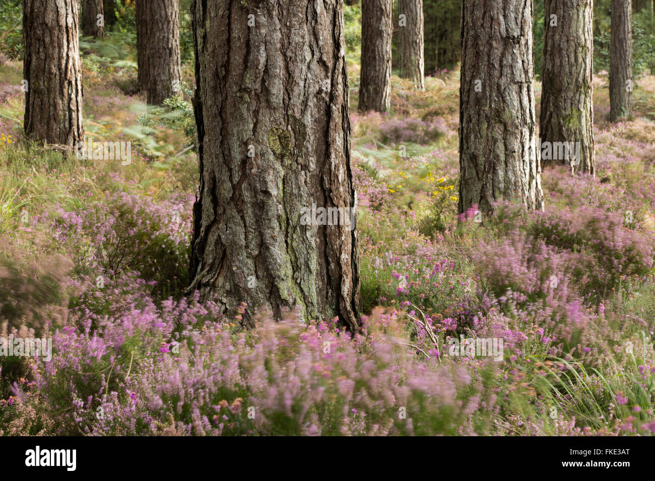 Heather in Wareham boschi in tarda estate, Dorset, England, Regno Unito Foto Stock