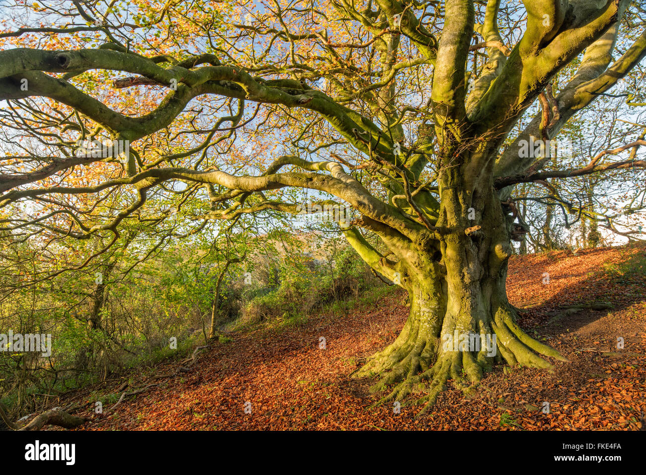 Il faggio nel bosco in autunno nr Milborne stoppino, Somerset, Inghilterra, Regno Unito Foto Stock