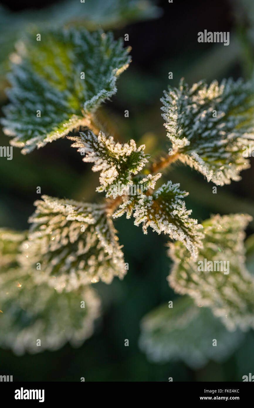 Un gelido inverno di mattina vicino a Milborne stoppino, Somerset, Inghilterra, Regno Unito Foto Stock