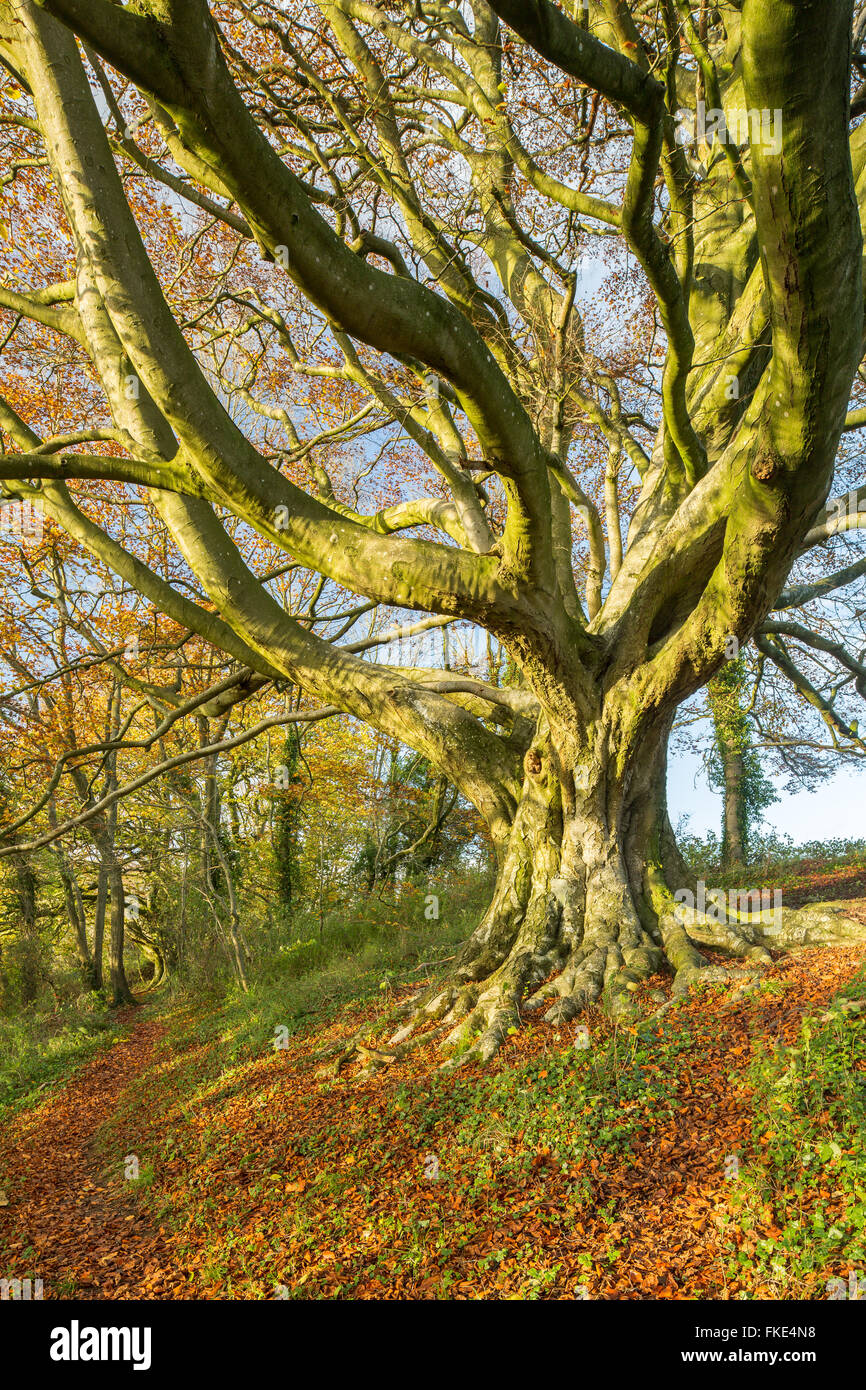 Il faggio nel bosco in autunno nr Milborne stoppino, Somerset, Inghilterra, Regno Unito Foto Stock