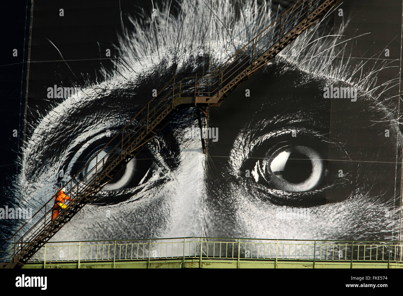 Oberhausen, Germania. 08 Mar, 2016. Un scalatore industriale controlla il gigante pubblicità per la mostra "meraviglie della natura' al gasometro di Oberhausen, Germania, 08 marzo 2016. La mostra "meraviglie della natura' si apre al pubblico il 11 marzo 2016. Foto: ROLAND WEIHRAUCH/dpa/Alamy Live News Foto Stock