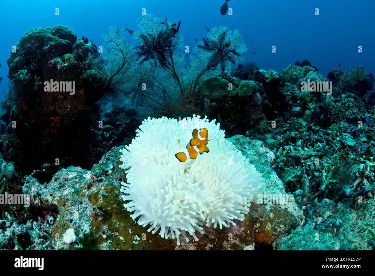 Anemone di candeggio con un vero clownfish (Amphiprion percula). Può sembrare abbastanza ma questo anemone è sotto stress termico. Foto Stock