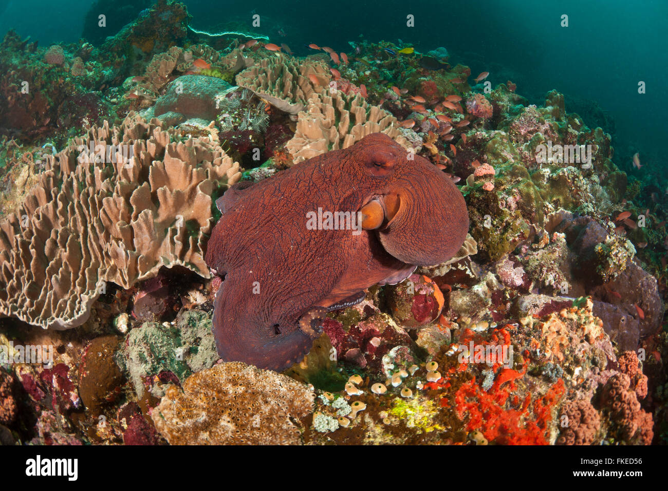 Reef octopus rovistando sulla barriera corallina alto. Foto Stock