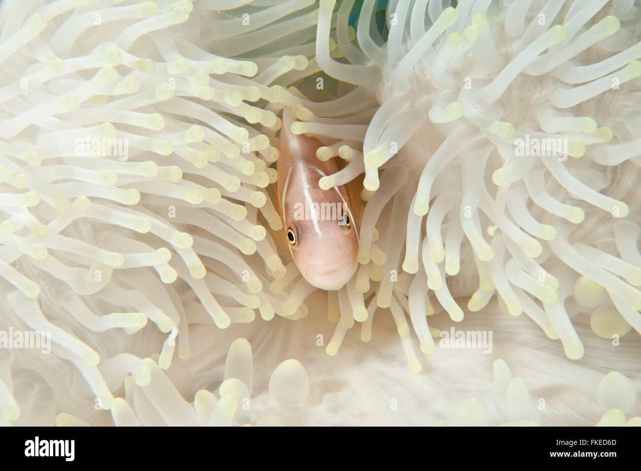 Anemone sbiancata con una rosa (anemonefish Amphiprion perideraion). Può sembrare abbastanza ma questo anemone è sotto stress termico. Foto Stock