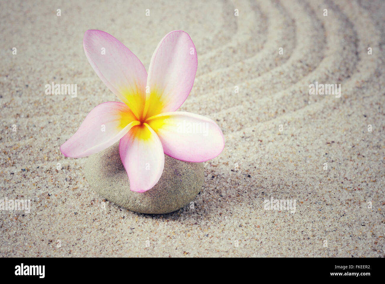 Fiore di frangipani su uno zen pietre con Sfondo sabbia Foto Stock