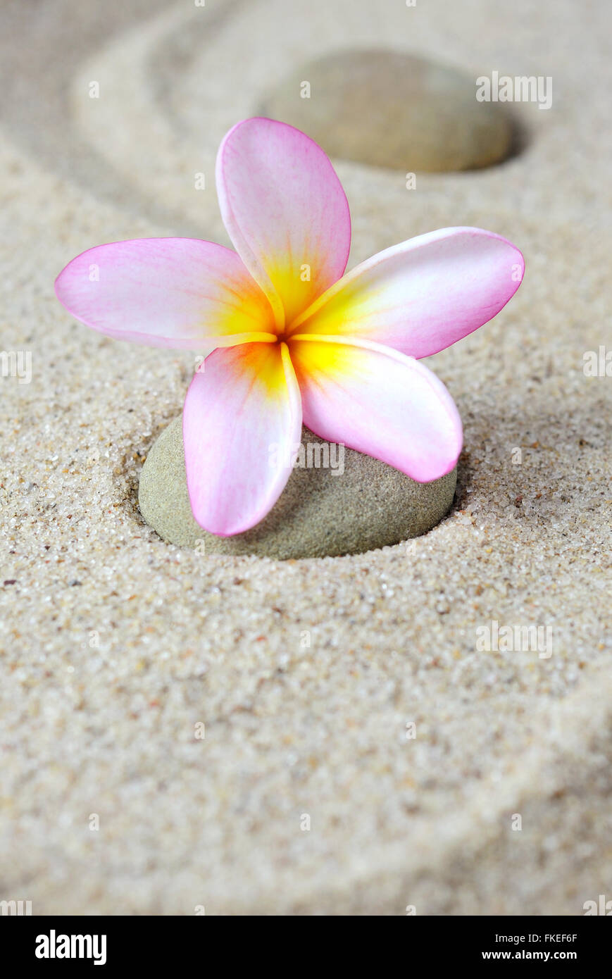 Fiore di frangipani su uno zen pietre con Sfondo sabbia Foto Stock