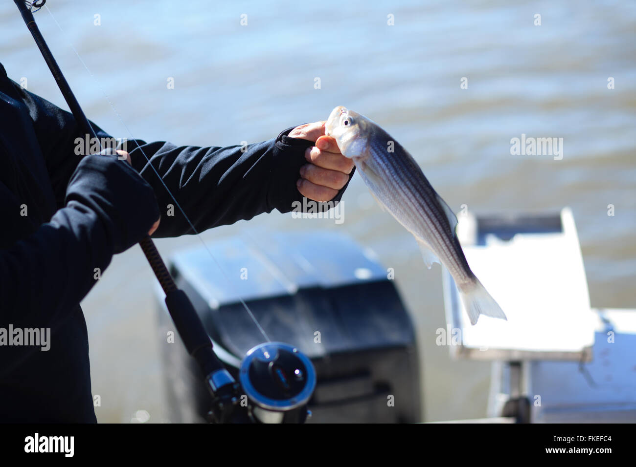 Fisherman tenendo un striped bass catturato sul fiume Hudson Foto Stock