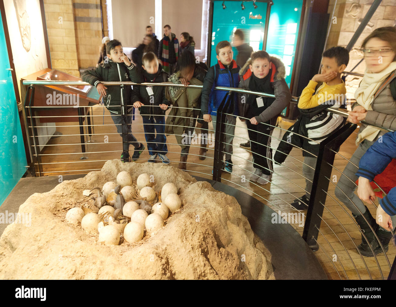 I bambini guardando un uova di dinosauro display, Museo di Storia Naturale di Londra REGNO UNITO Foto Stock