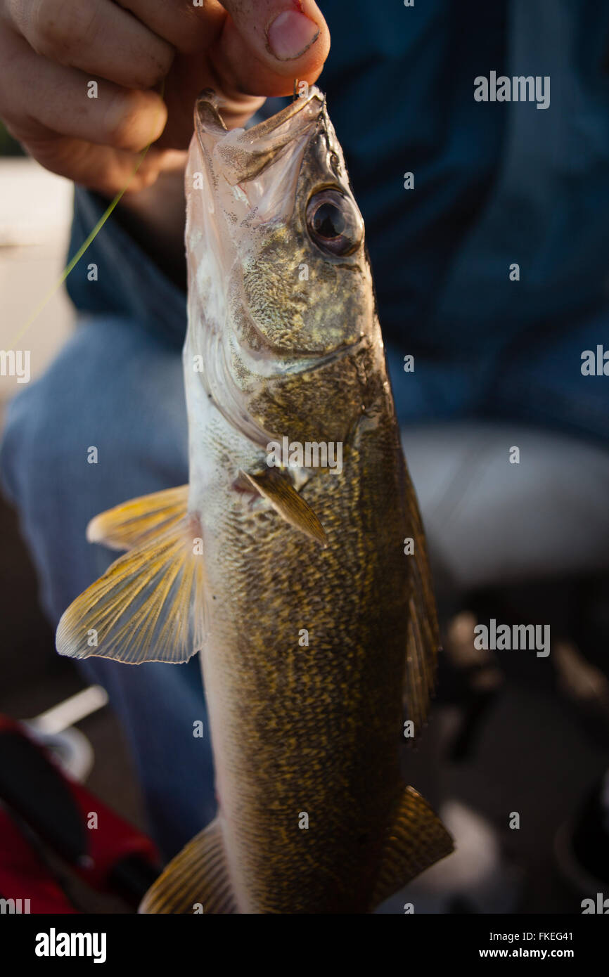 Il pescatore tenendo un walleye Foto Stock