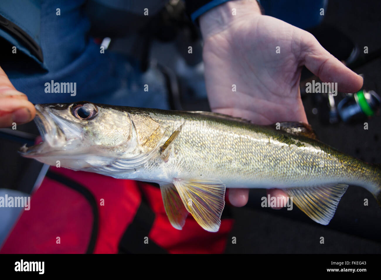 Fisherman tenendo un walleye Foto Stock