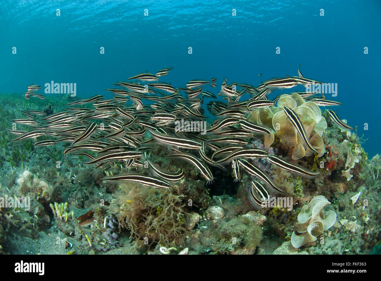 Pesce gatto striato (Plotosus lineatus) Foto Stock