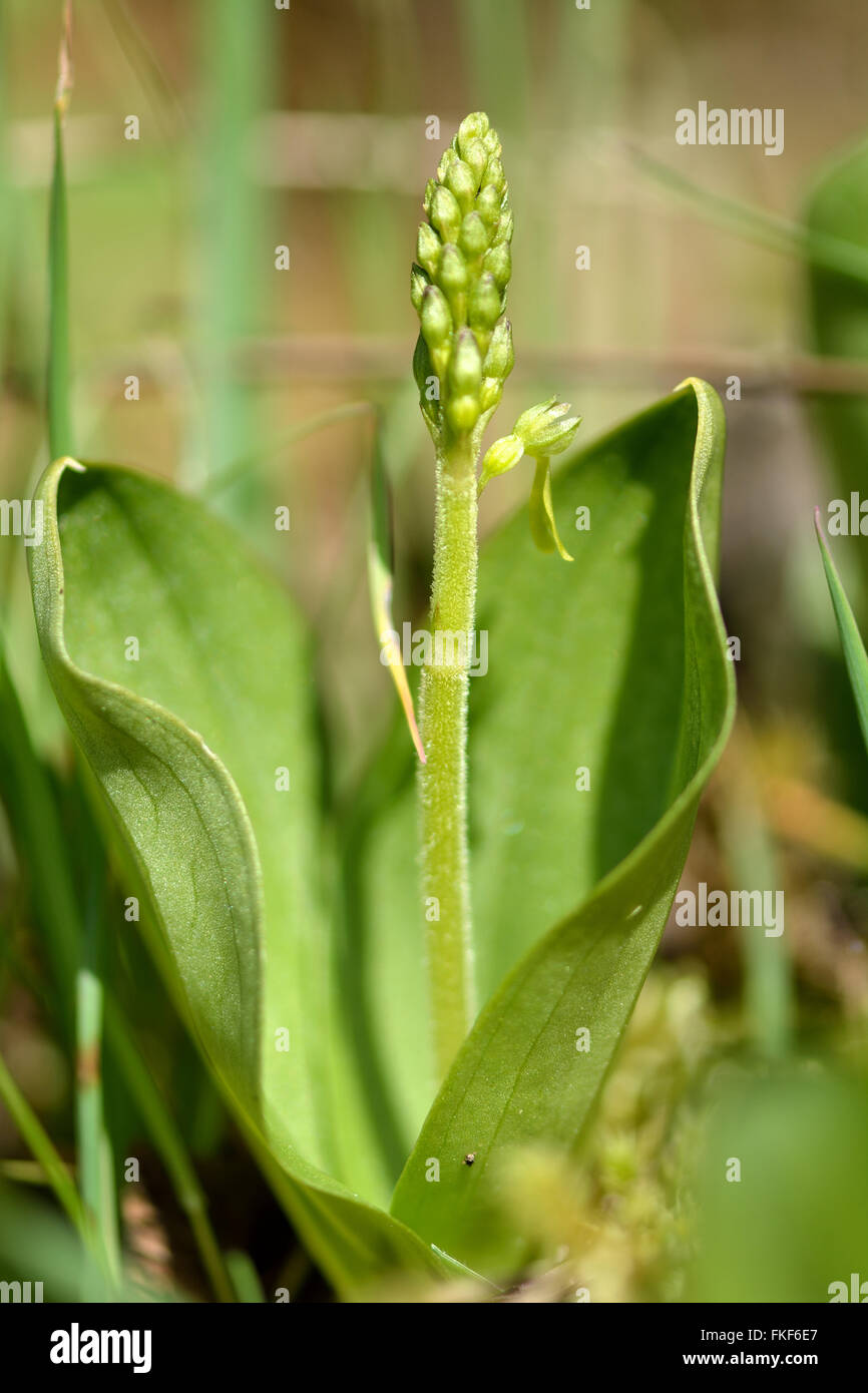 Twayblade comune (Neottia ovata). Verde fiore della pianta rara nella famiglia Orchidaceae, mostra spike emergente tra foglie Foto Stock