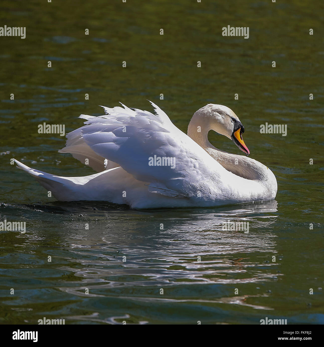 Whooper swan (Cygnus cygnus) Foto Stock