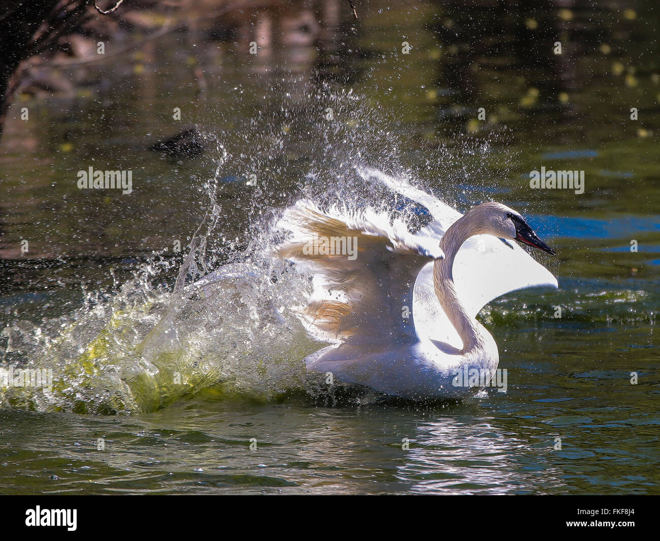 Il White Swan galleggia in acqua blu del lago Foto Stock