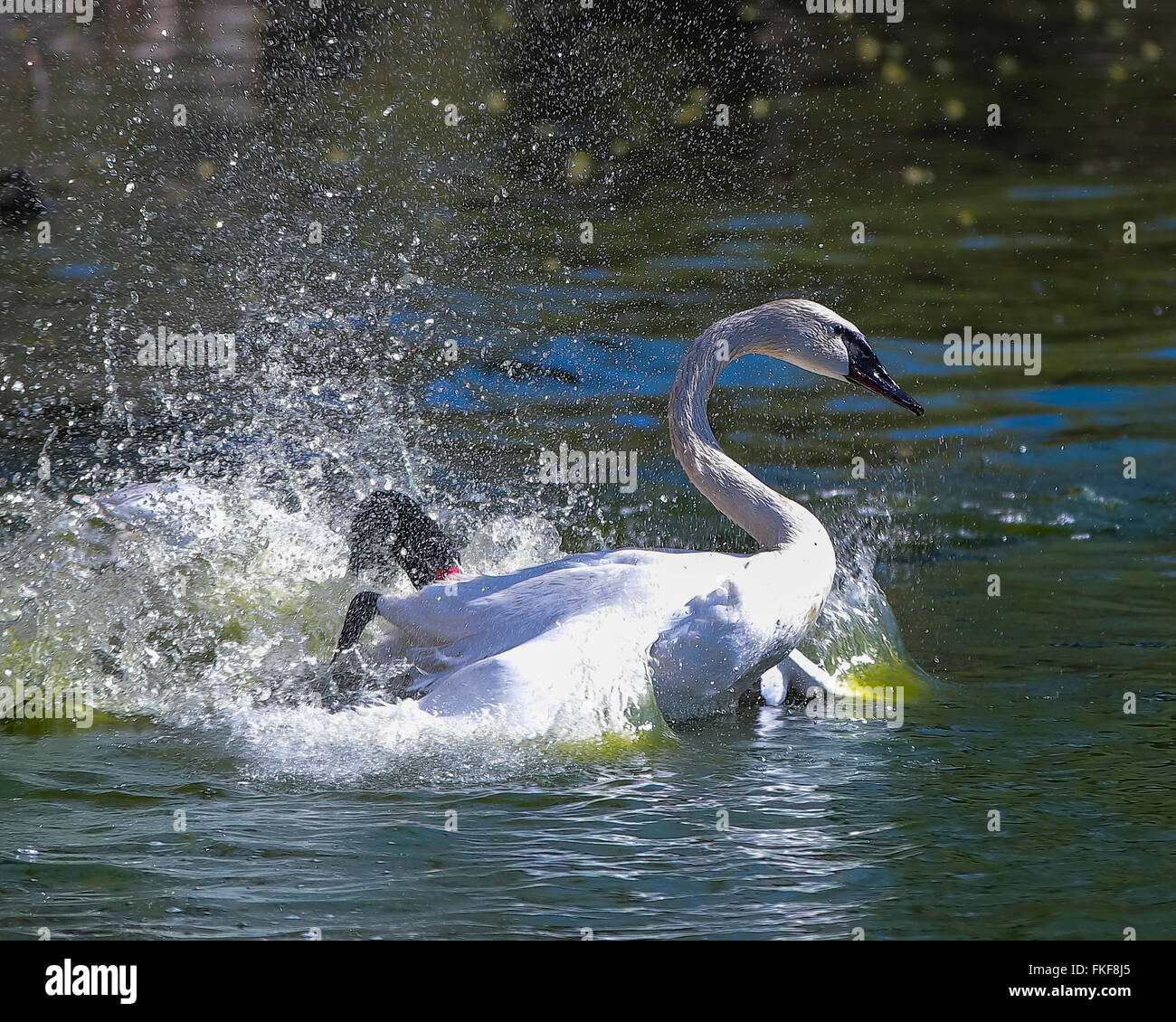 Il White Swan galleggia in acqua blu del lago Foto Stock
