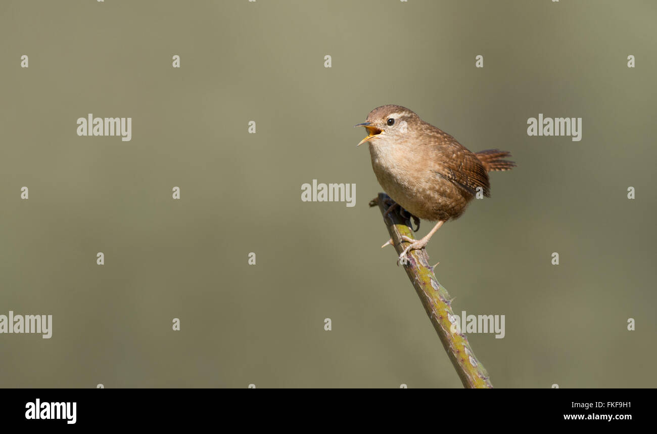 Wren- Troglodytes troglodytes nella canzone. Molla. Regno Unito Foto Stock