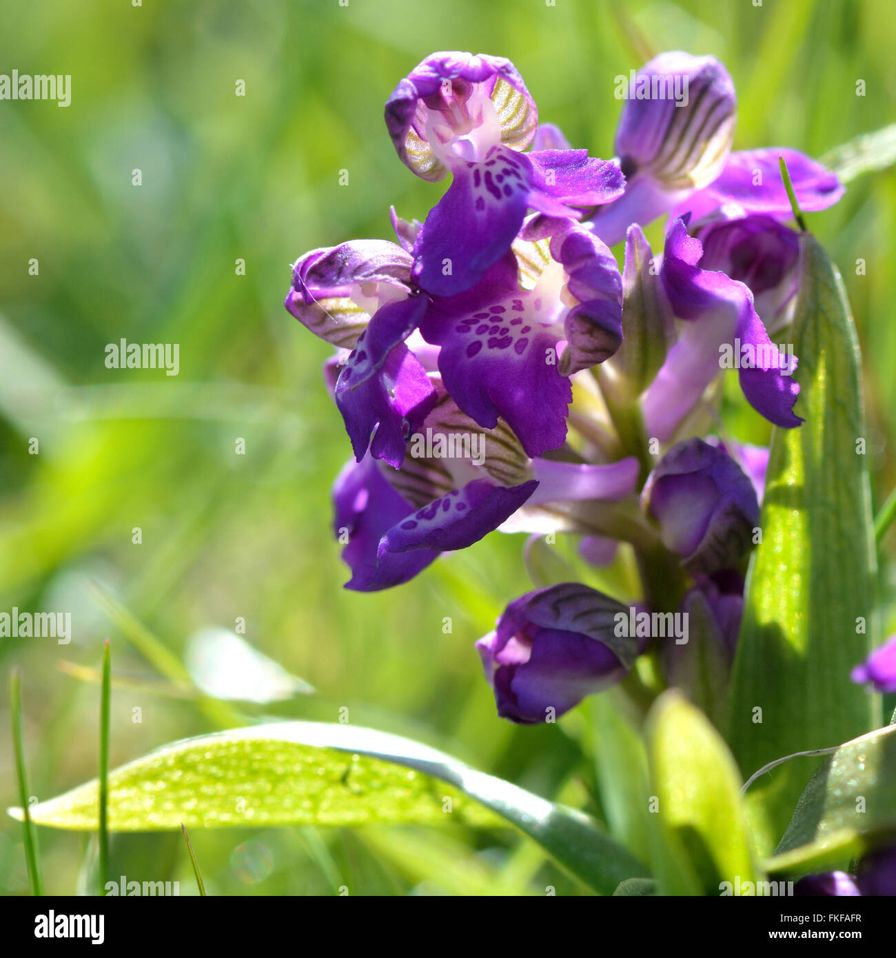 Verde-winged orchid (Anacamptis morio) fiore spike. Viola fiore della pianta rara nella famiglia Orchidaceae, dettaglio Foto Stock