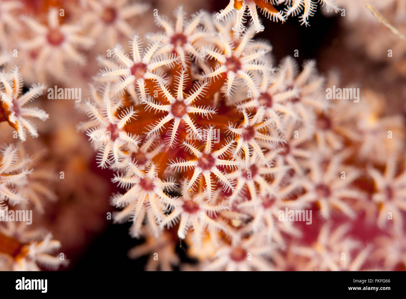Octocoral o soft coral polyps in close-up. Foto Stock