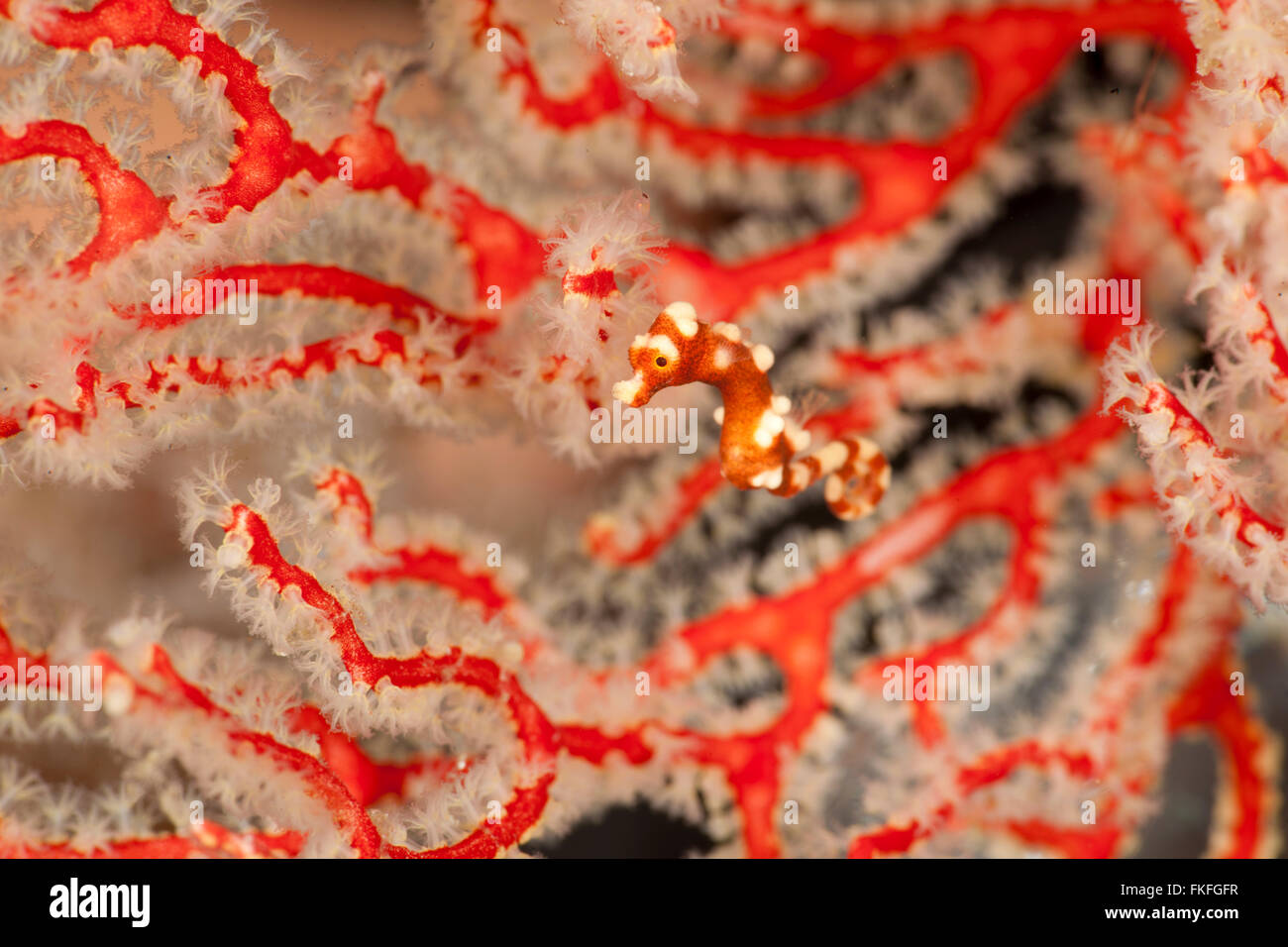 Raja Ampat cavalluccio marino pigmeo (Hippocampus denise) nella sua fan corallo. Foto Stock