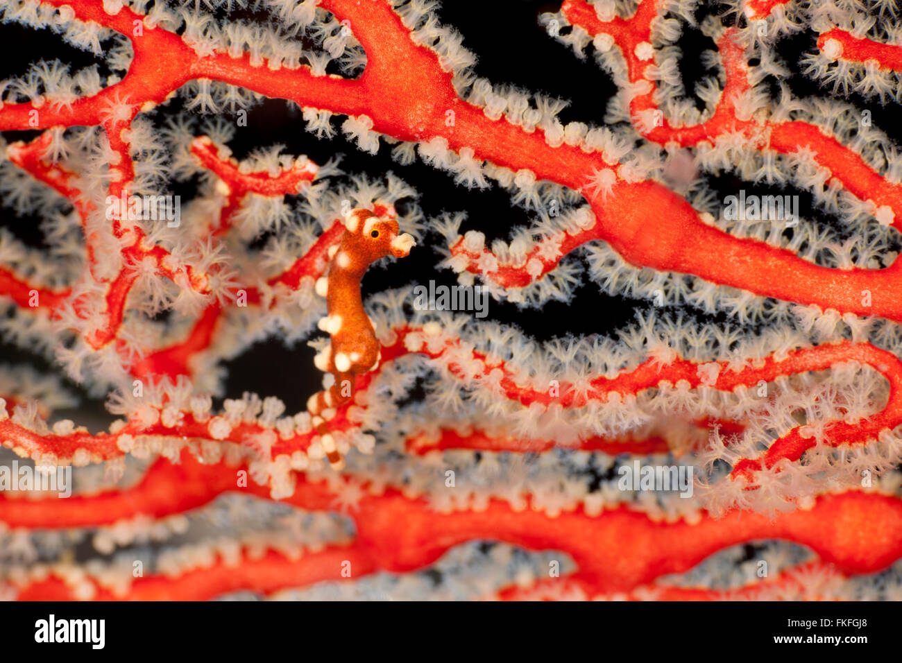 Raja Ampat cavalluccio marino pigmeo (Hippocampus denise) nella sua fan corallo. Foto Stock