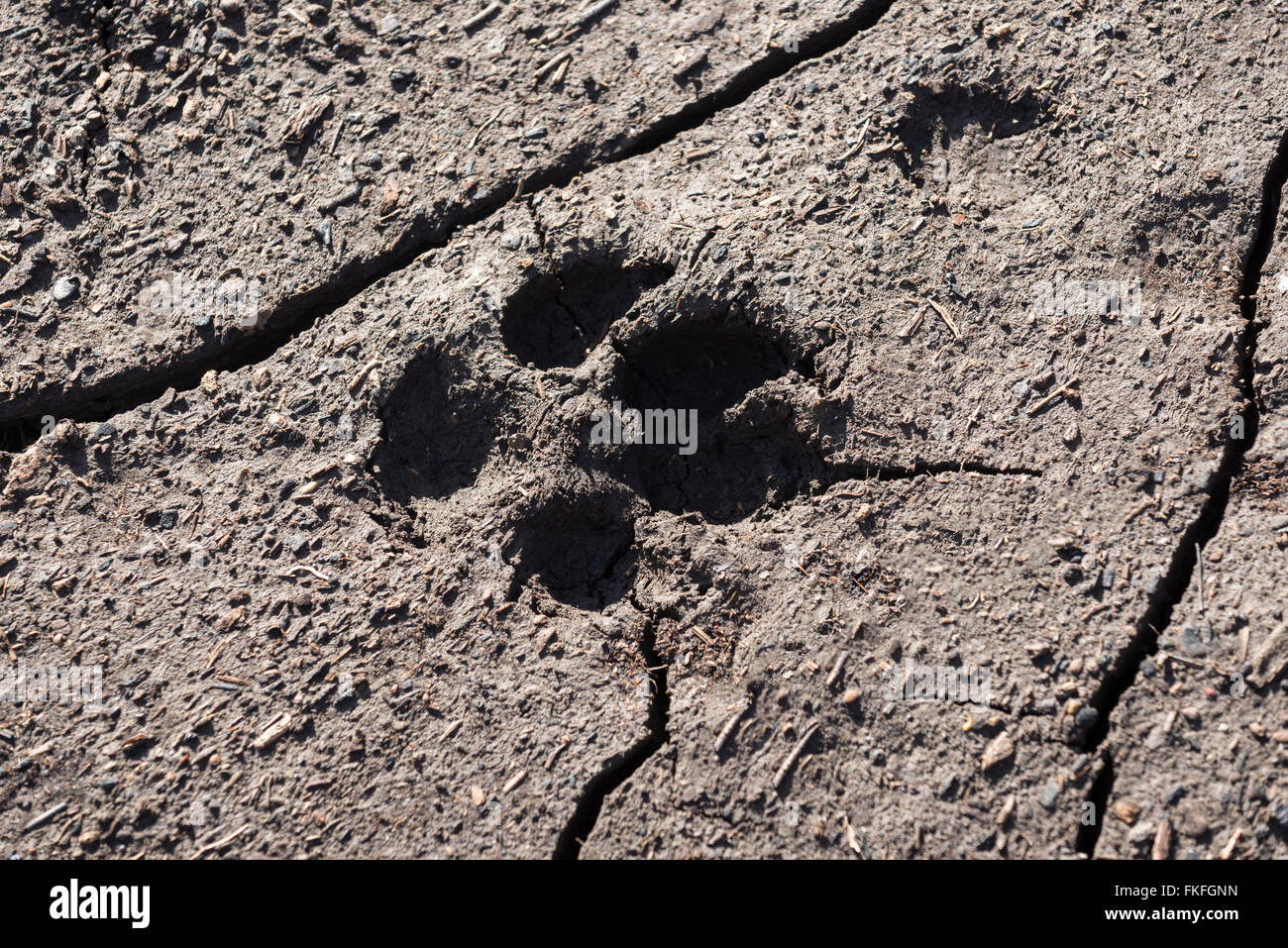 Coyote via in Oregon's Wenaha River Canyon. Foto Stock