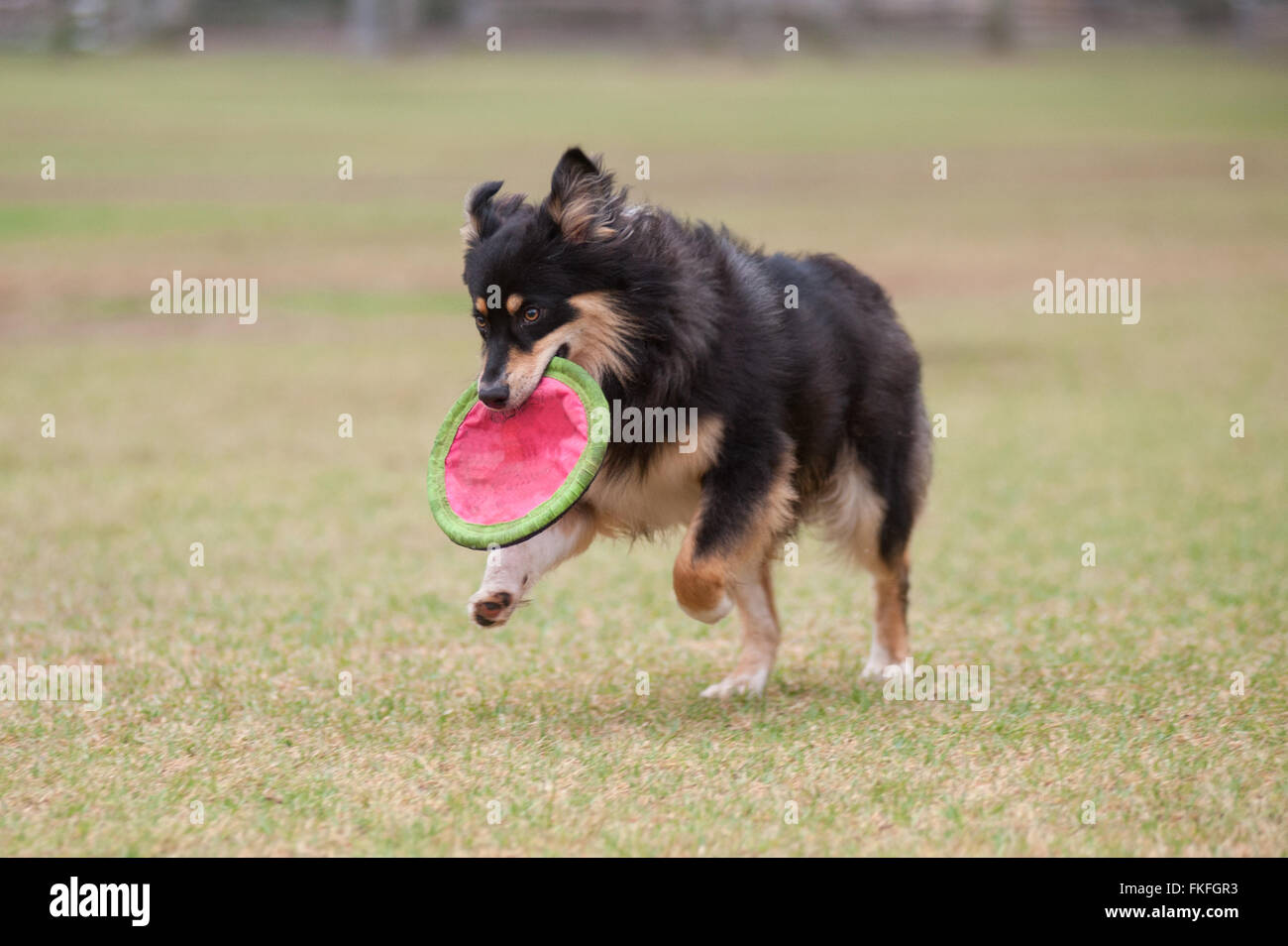 Australian Shepard cane recuperando il Frisbee Foto Stock