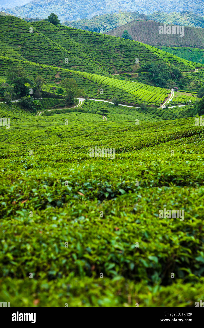 La piantagione di tè sul pendio della collina in Cameron Highlands in una giornata di sole Foto Stock