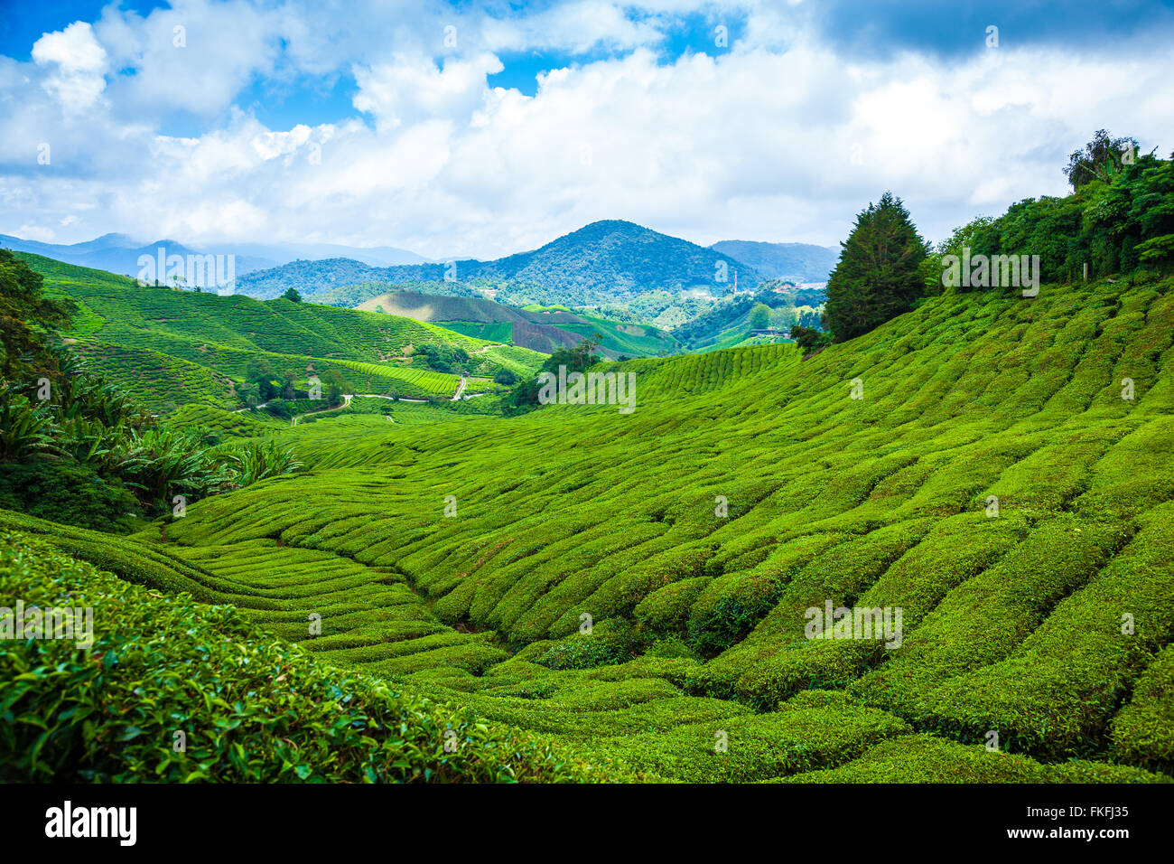 La piantagione di tè sul pendio della collina in Cameron Highlands in un nuvoloso mezzogiorno Foto Stock