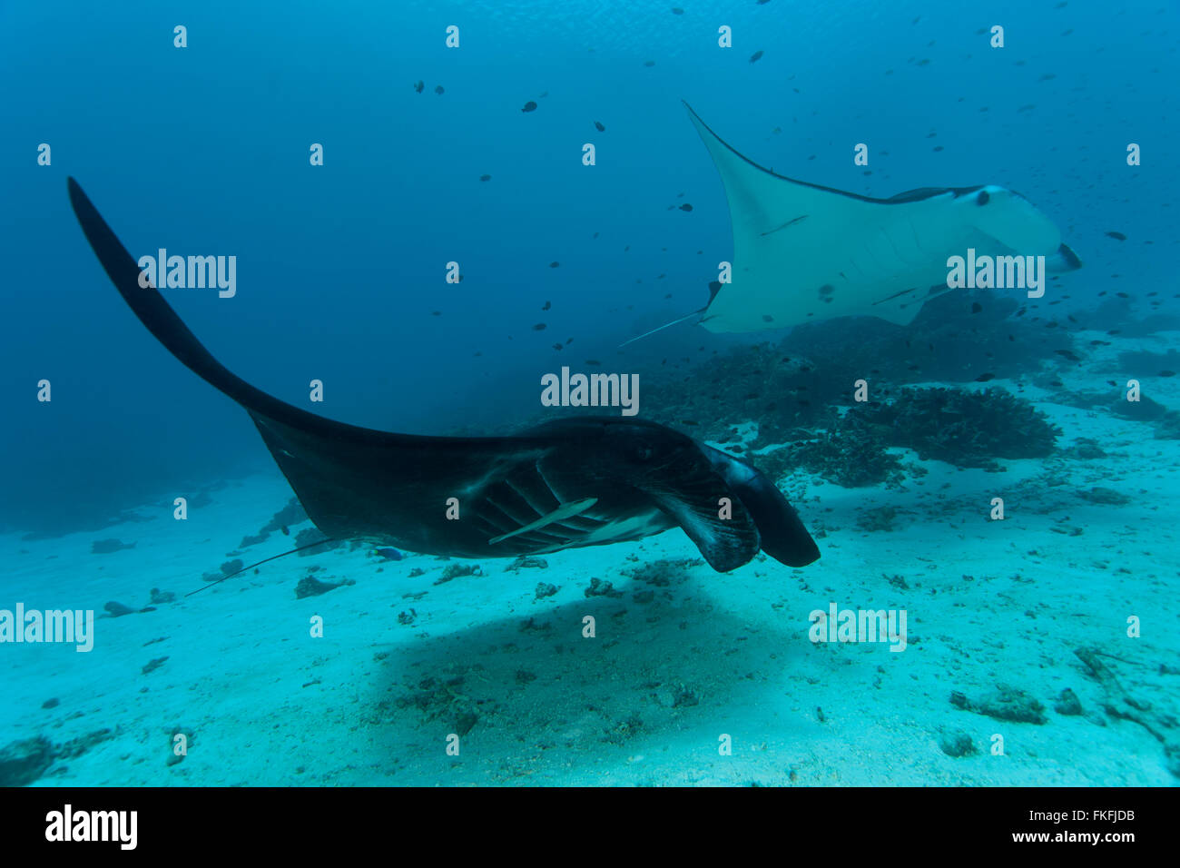 Una sfilata di gigante mante (Manta birostris) in corrispondenza di una stazione di pulizia. Foto Stock