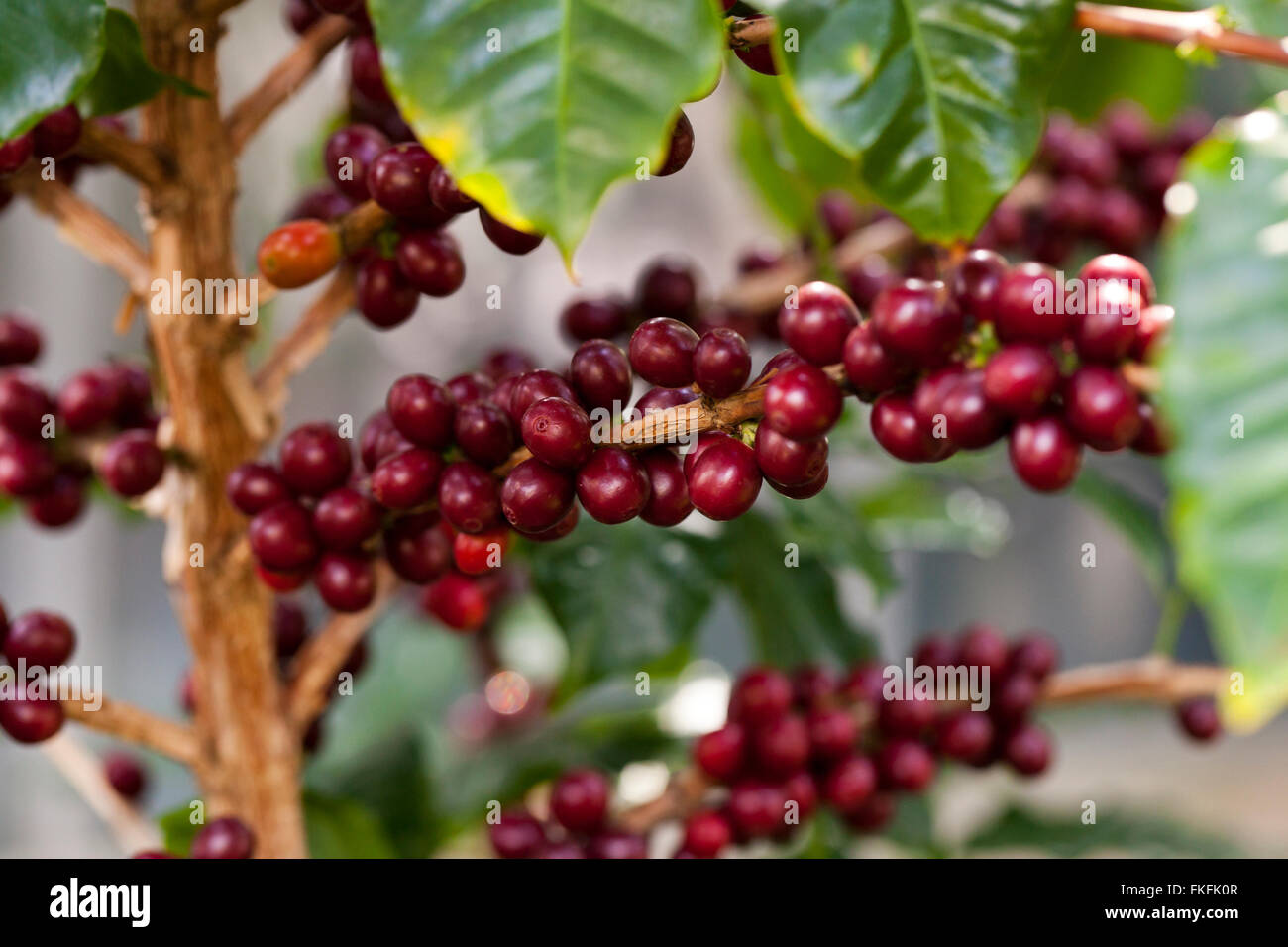 Frutti di caffè sulla pianta (coffea arabica) Foto Stock
