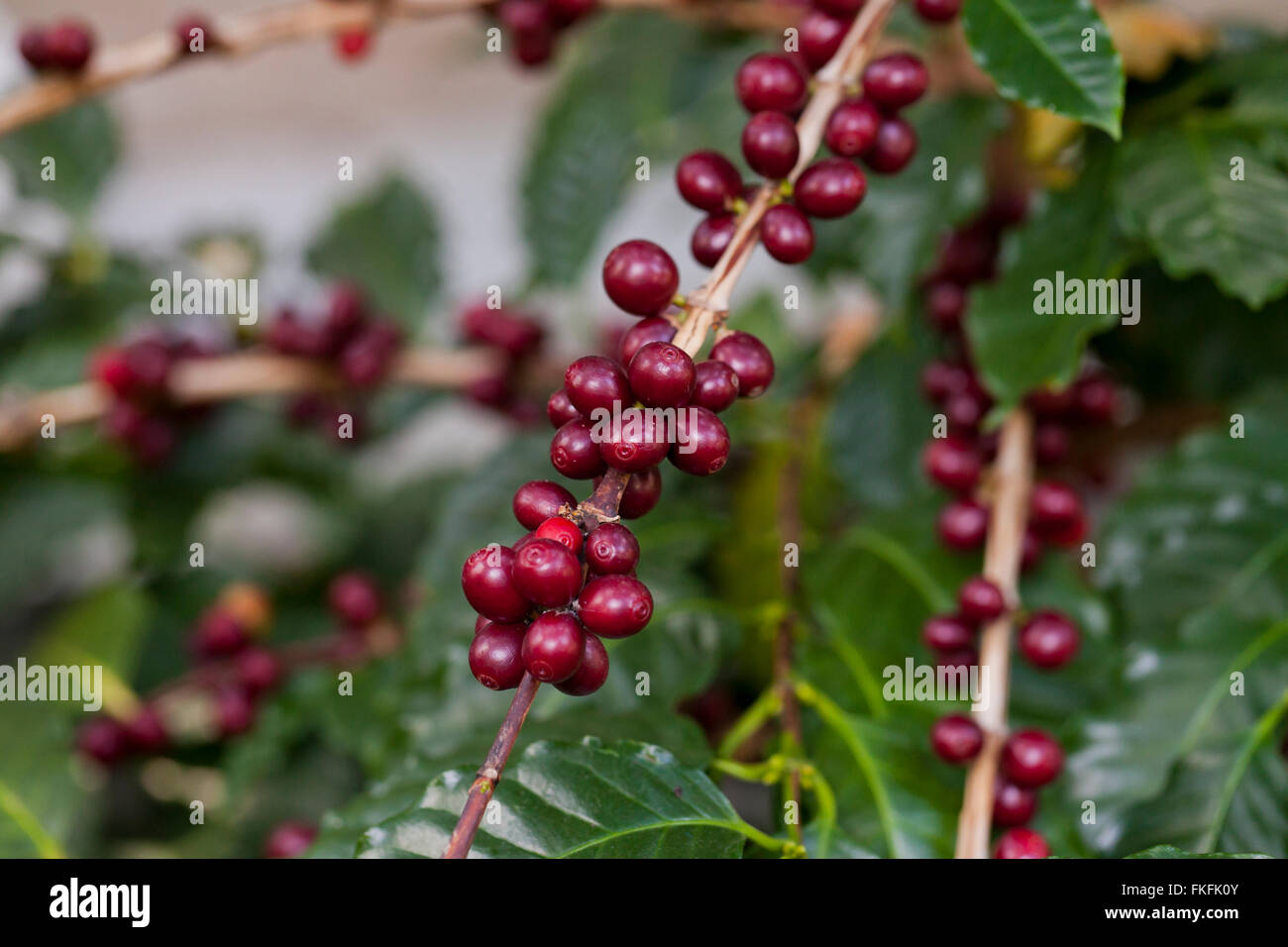 Frutti di caffè sulla pianta (coffea arabica) Foto Stock