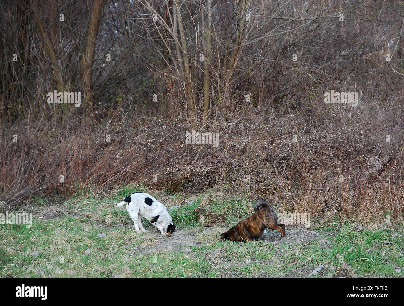 Cani da Caccia in cerca di prede. Espellere nella parte anteriore del cacciatore Foto Stock