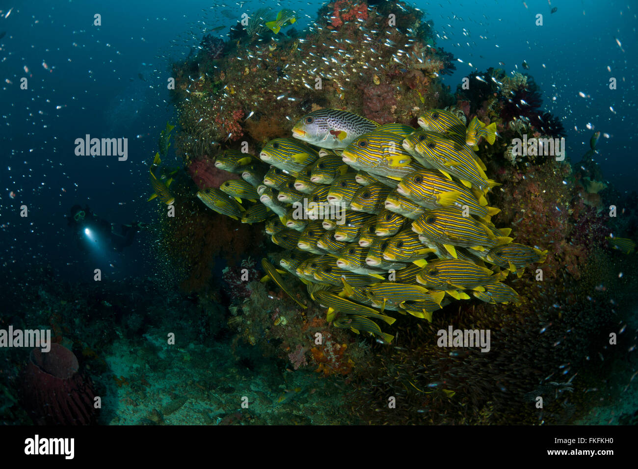 La scolarizzazione giallo-ribboned sweetlips (Plectorhinchus polytaenia) circondato da spazzatrici vetroso e subacqueo. A nord il Raja Ampat, West Foto Stock