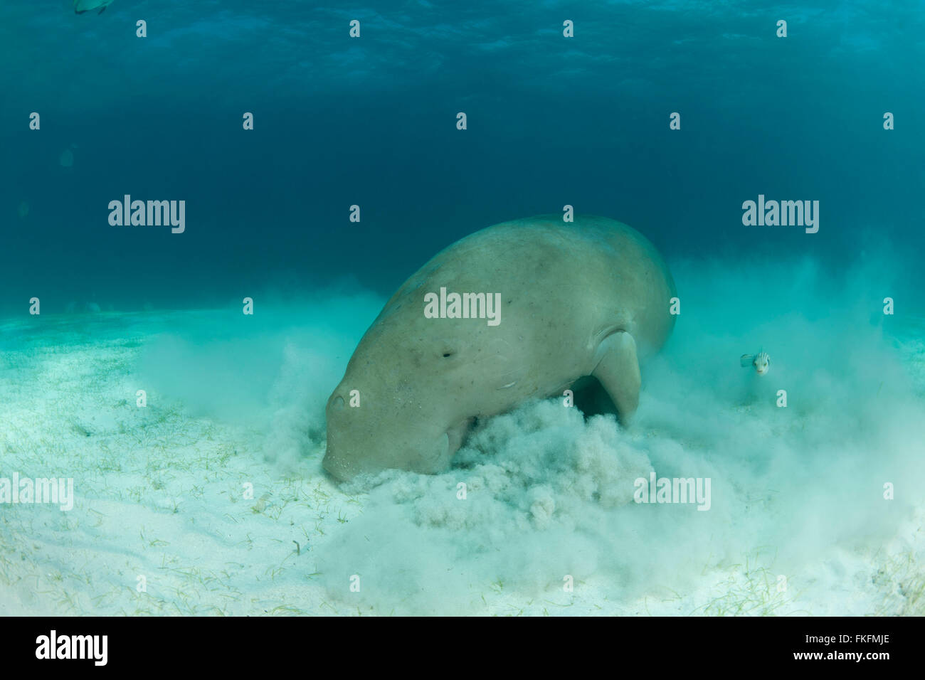 Dugong (Dugong dugon) alimentare nel letto di fanerogame. Dimakya Island, PALAWAN FILIPPINE 18 Aprile 2010 Foto Stock