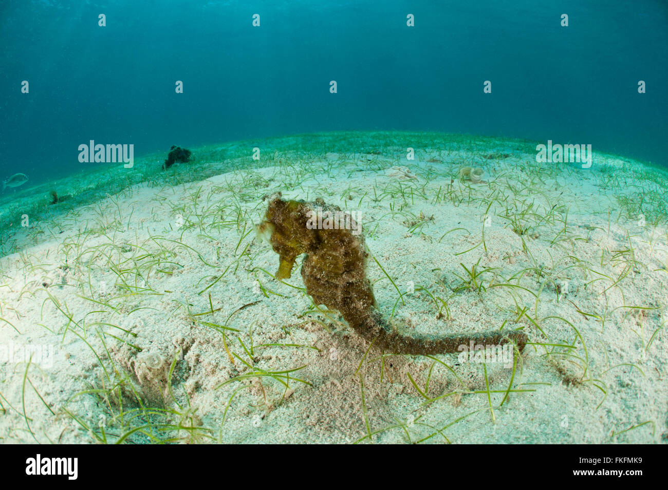 Cavalluccio marino comune(Hippocampus kuda) in spiaggia sabbiosa di piante fanerogame. Foto Stock