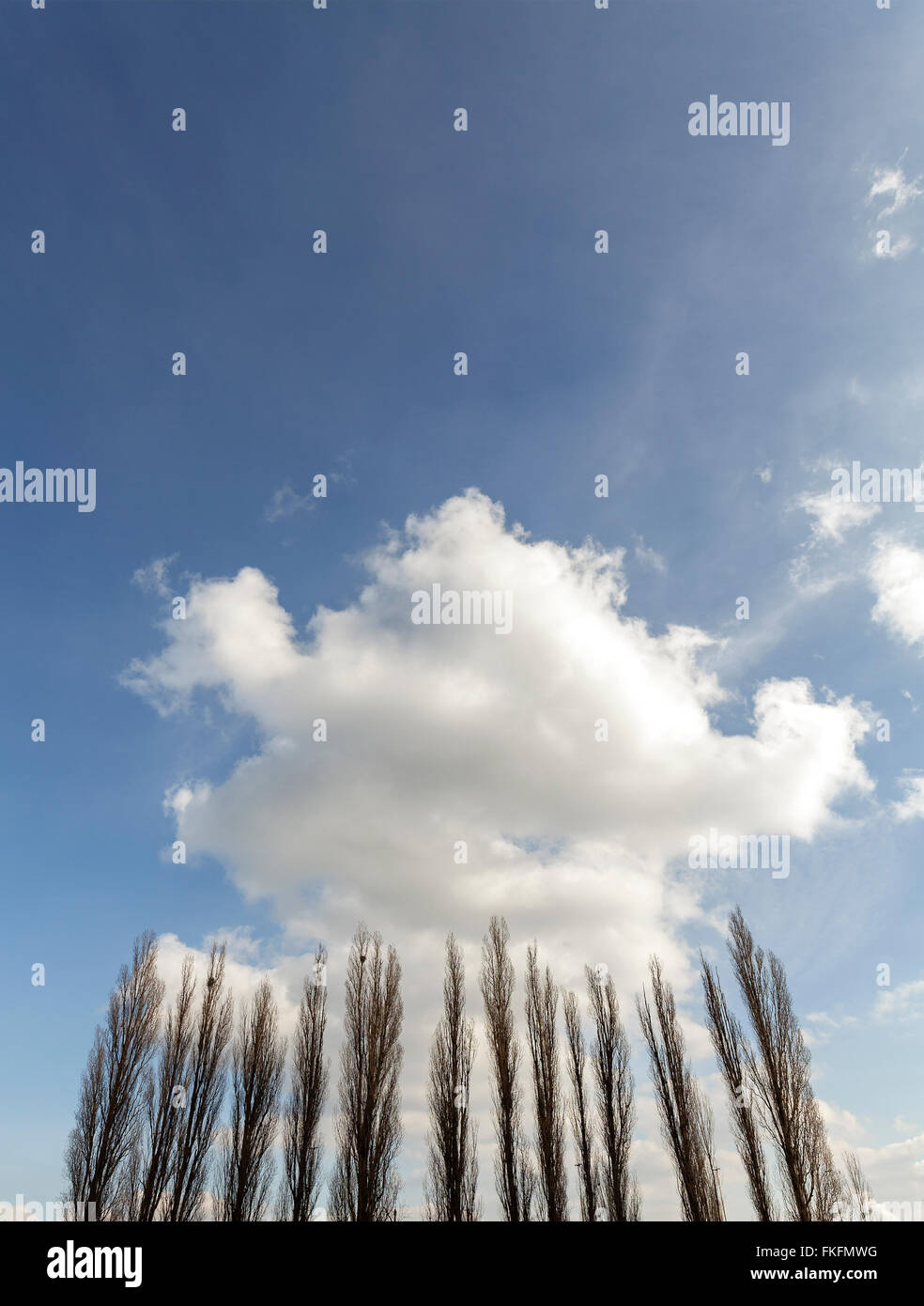 Sagome di pioppi contro nuvoloso cielo blu, copia dello spazio. Foto Stock