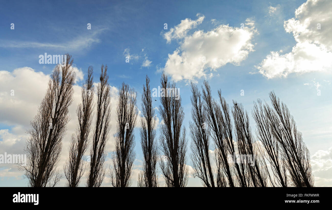 Sagome di pioppi contro nuvoloso cielo blu. Foto Stock