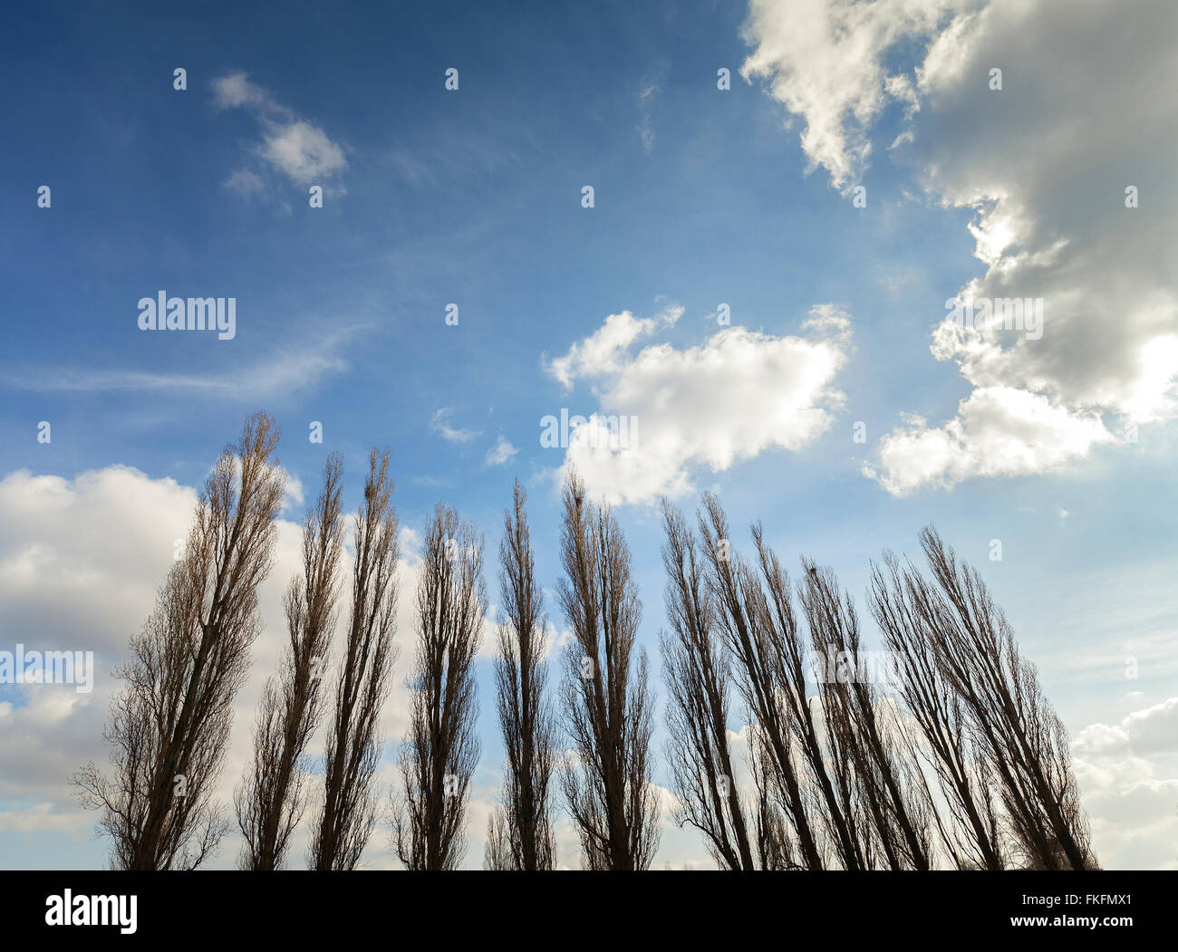 Sagome di pioppi contro nuvoloso cielo blu. Foto Stock