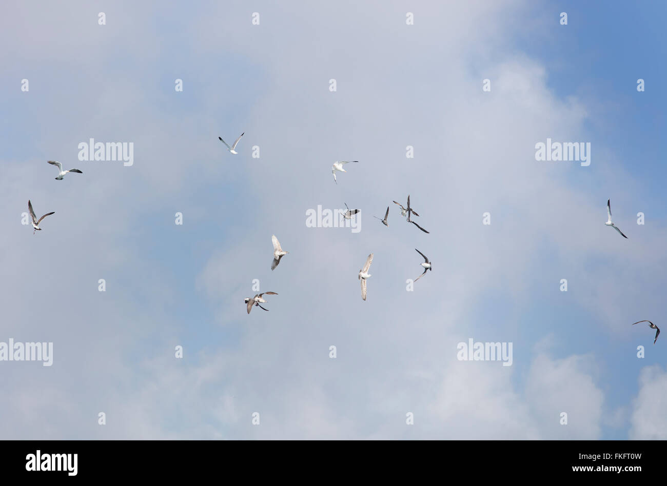 Gabbiani in volo in un gruppo sparsi su un parco Foto Stock