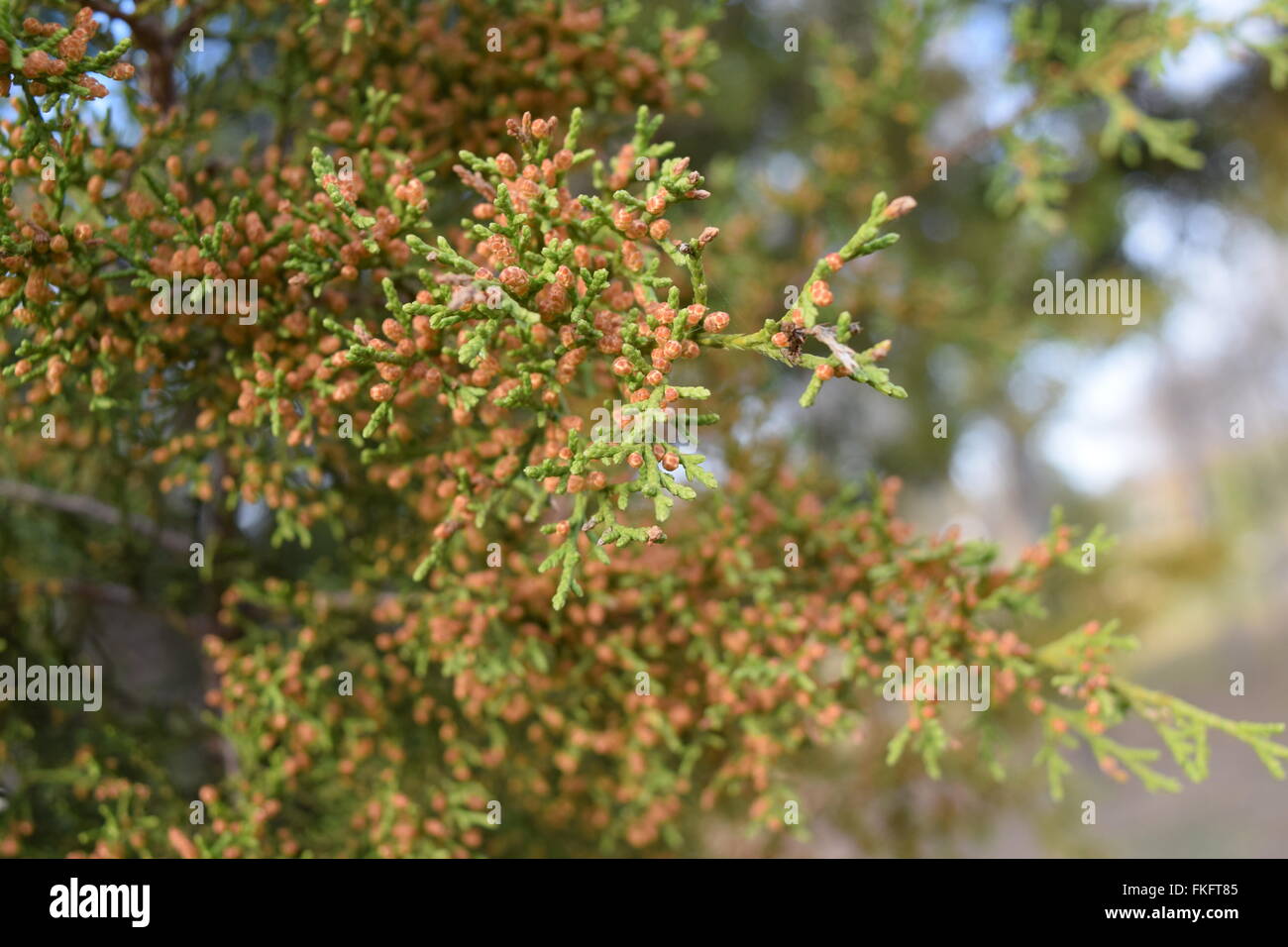 Blooming albero di cedro nel Texas Centrale. Foto Stock